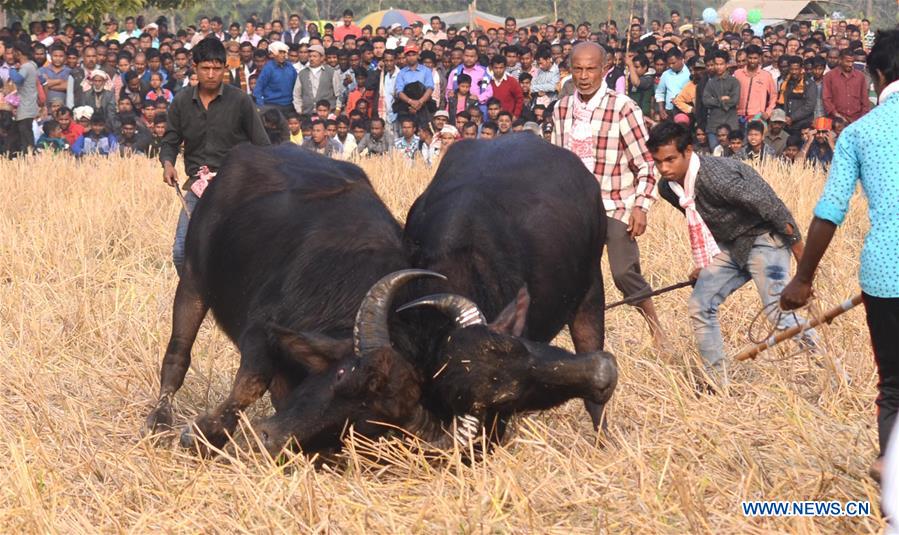 INDIA-ASSAM-BUFFALO FIGHT