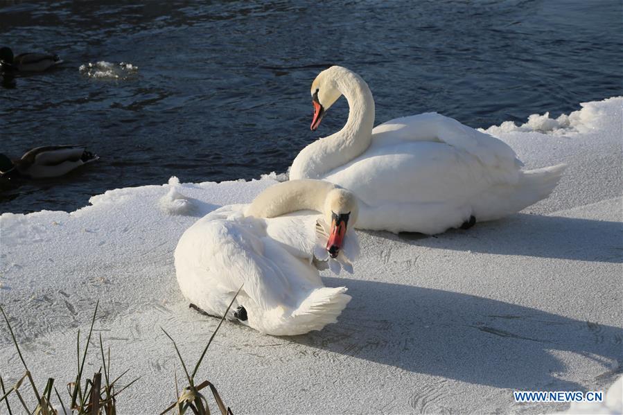 LITHUANIA-VILNIUS-SWAN