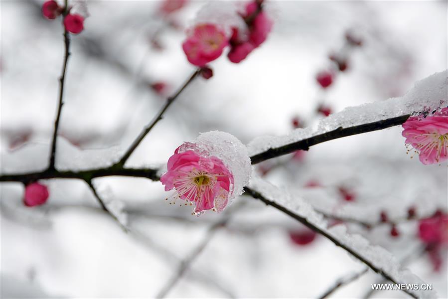 #CHINA-HANGZHOU-RED PLUM (CN)