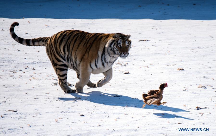 CHINA-HEILONGJIANG-SIBERIAN TIGER-REWILDING TRAINING (CN)