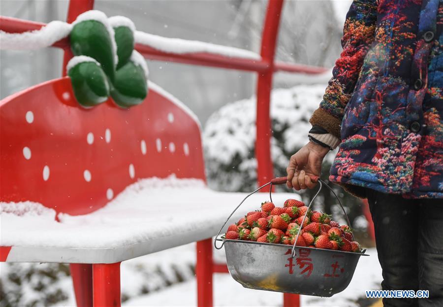 CHINA-ZHEJIANG-STRAWBERRY-TOURIST(CN)