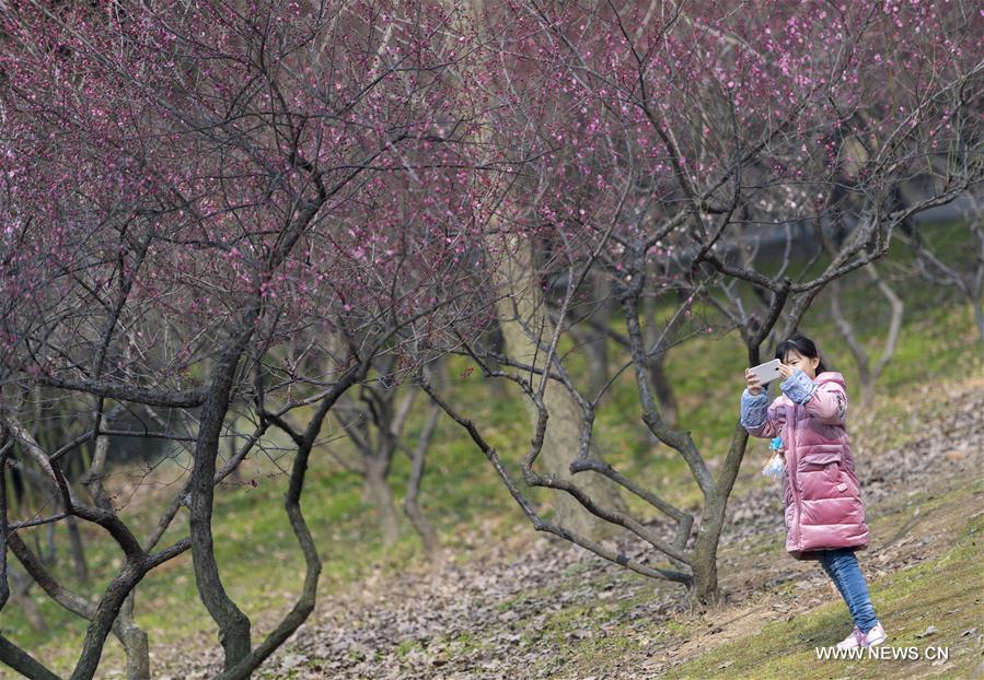 CHINA-HUBEI-WUHAN-PLUM BLOSSOM (CN)