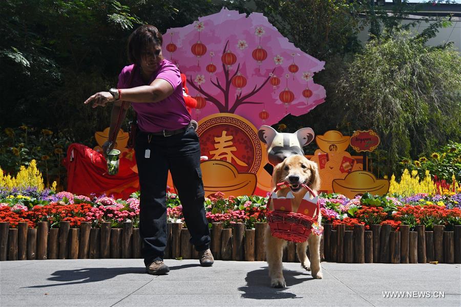 SINGAPORE-ANIMAL-NEW YEAR CELEBRATIONS