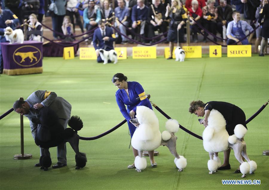 U.S.-NEW YORK-DOG SHOW