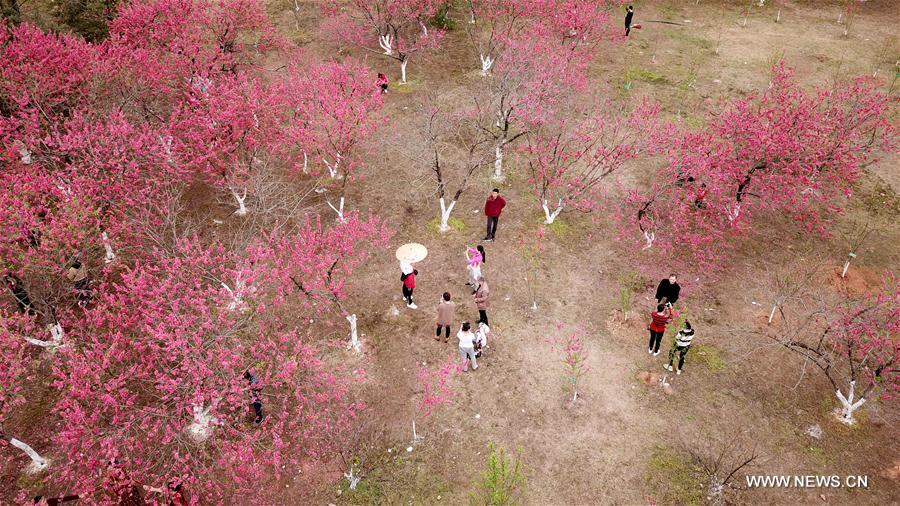 #CHINA-EARLY SPRING SCENERY-FLOWERS (CN)