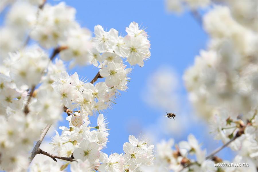 #CHINA-SPRING-BLOSSOMING FLOWERS (CN)