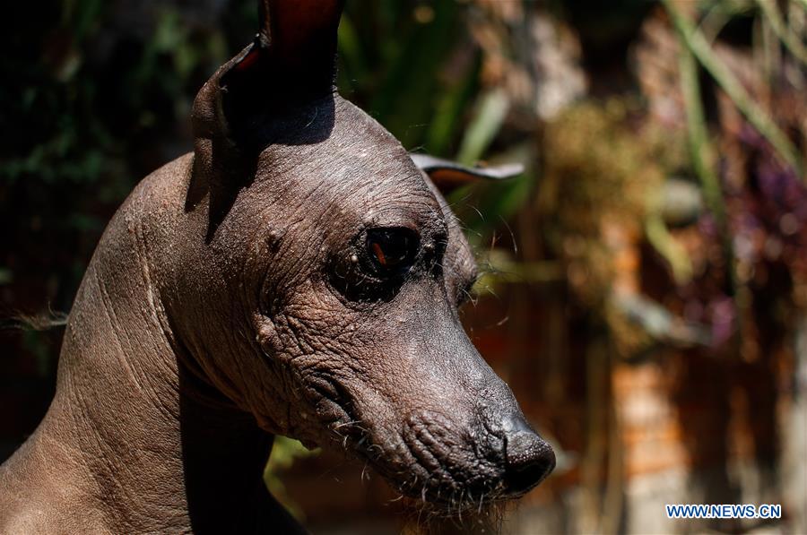 MEXICO-MEXICO CITY-XOLOITZCUINTLE-FEATURE