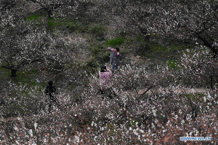 CHINA-ZHEJIANG-PLUM BLOSSOM(CN) 