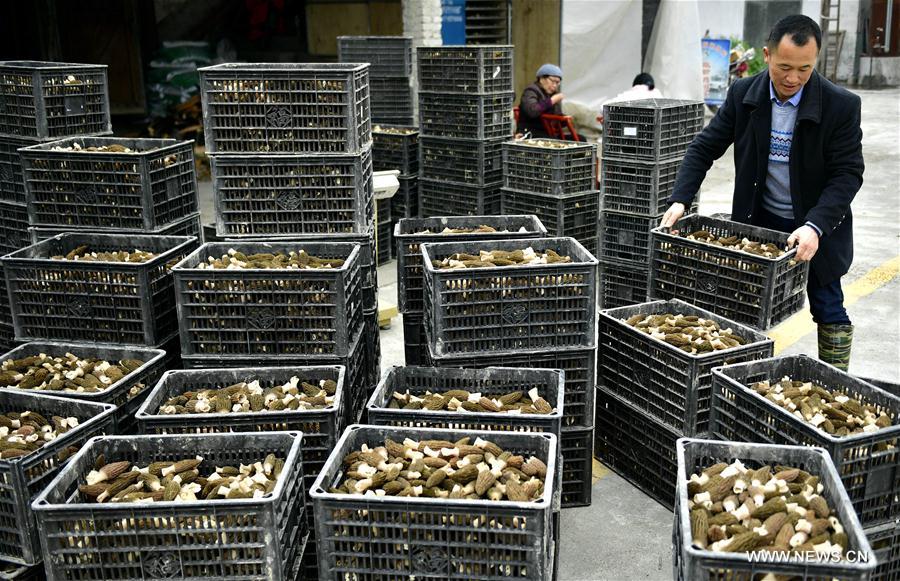 #CHINA-HUBEI-MOREL MUSHROOM-HARVEST (CN)