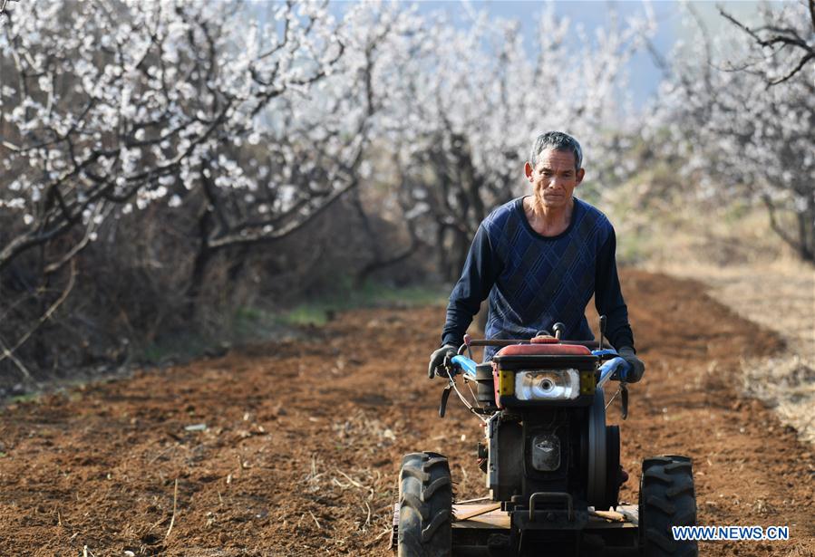 #CHINA-SPRING-FARM WORK (CN)