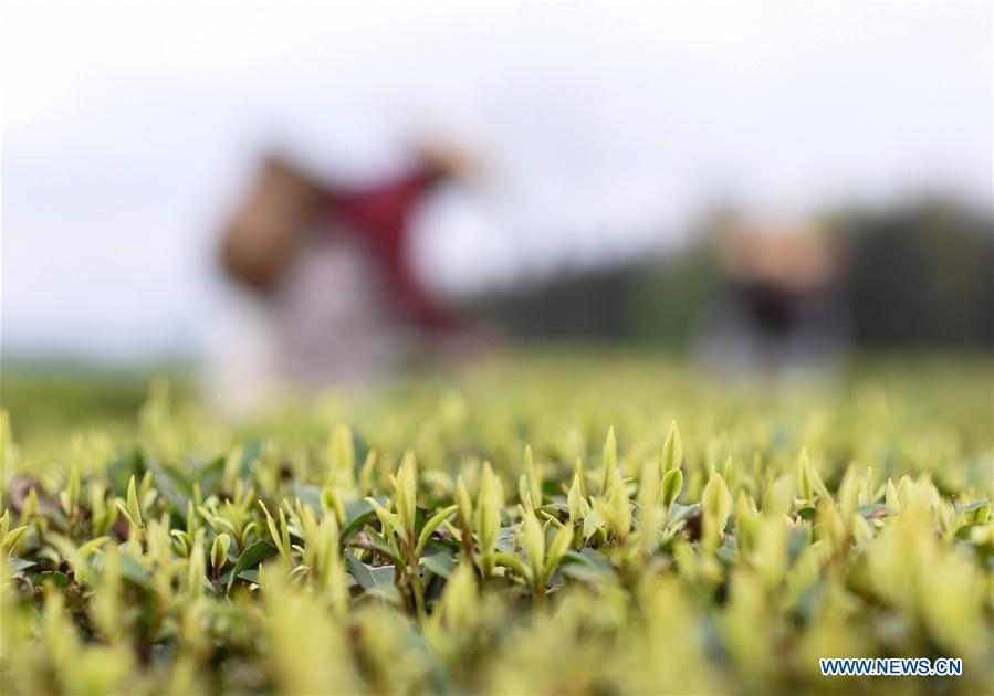 #CHINA-SPRING-TEA GARDEN (CN)