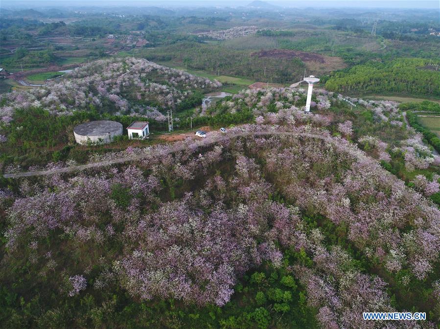 CHINA-GUANGXI-NANNING-SPRING SCENERY (CN)