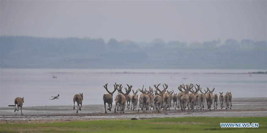 CHINA-WETLAND-WILDLIFE-MILU DEER (CN)