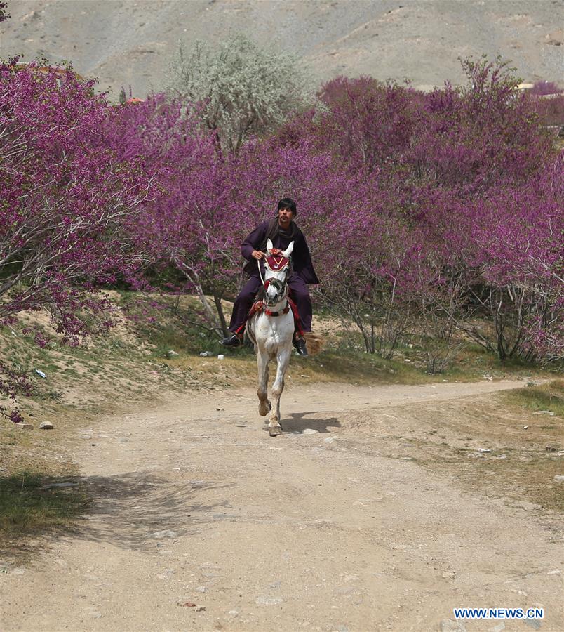 AFGHANISTAN-CHARIKAR-BLOSSOM