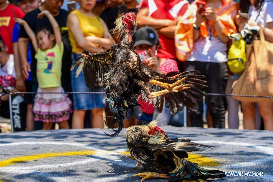 CHINA-YUNNAN-COCKFIGHT (CN)