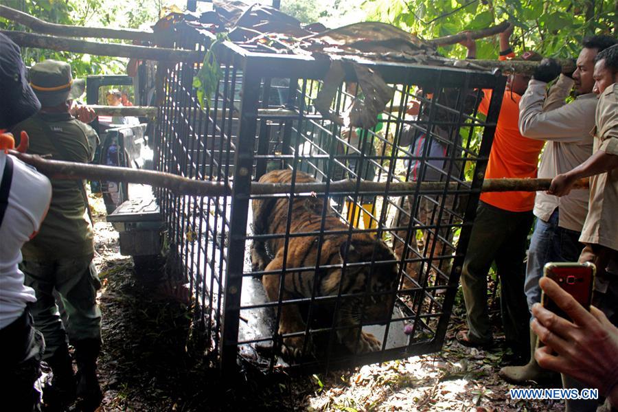 INDONESIA-WEST SUMATERA-EVACUATION-SUMATRAN TIGER