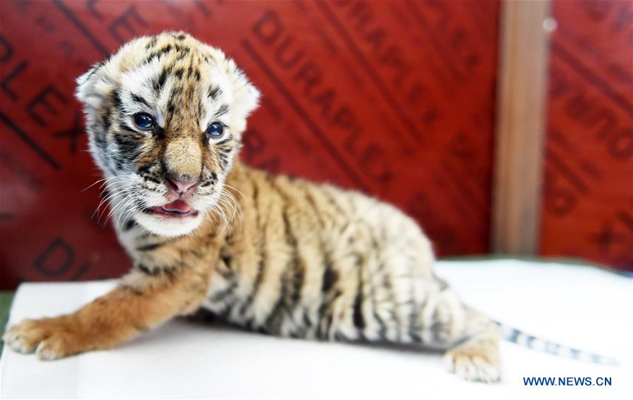 CHINA-HEILONGJIANG-HARBIN-SIBERIAN TIGER CUBS (CN)