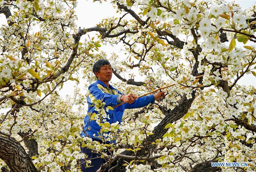 CHINA-HEBEI-CHANGLI-PEAR GARDEN(CN)