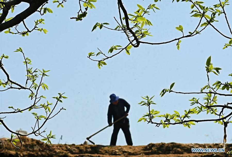 #CHINA-GUYU-FARM WORK(CN)