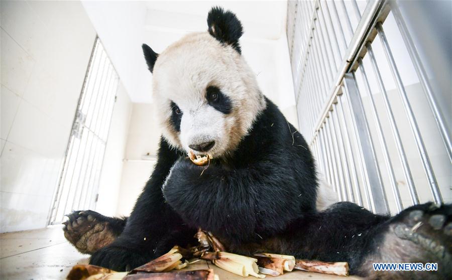 CHINA-SICHUAN-PANDA CENTER-CONSERVATION-RESTORATION (CN)