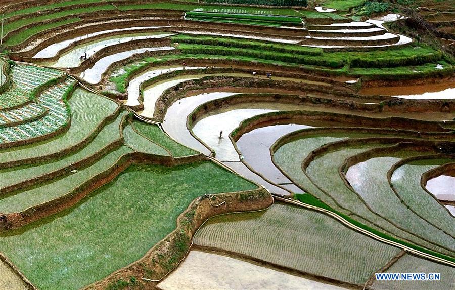 CHINA-GUANGXI-LONGLIN-TERRACE SCENERY (CN)