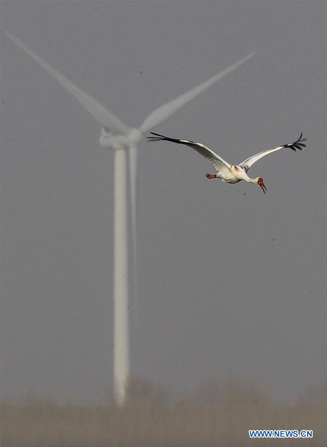 CHINA-JILIN-CRANE-MIGRATION (CN)