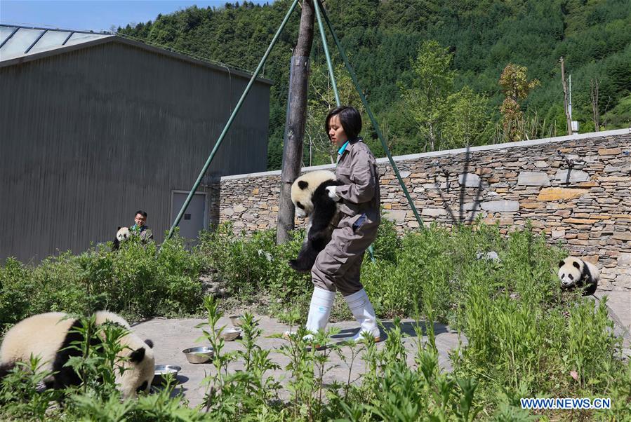 CHINA-SICHUAN-GIANT PANDA-SHENSHUPING PROTECTION BASE (CN)