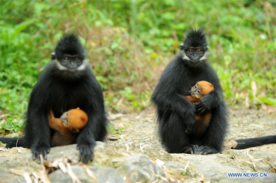 #CHINA-GUIZHOU-FRANCOIS'S LANGUR (CN*) 