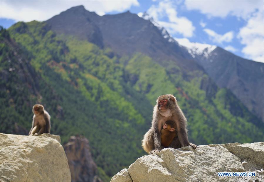 CHINA-TIBET-WILD MONKEY(CN)