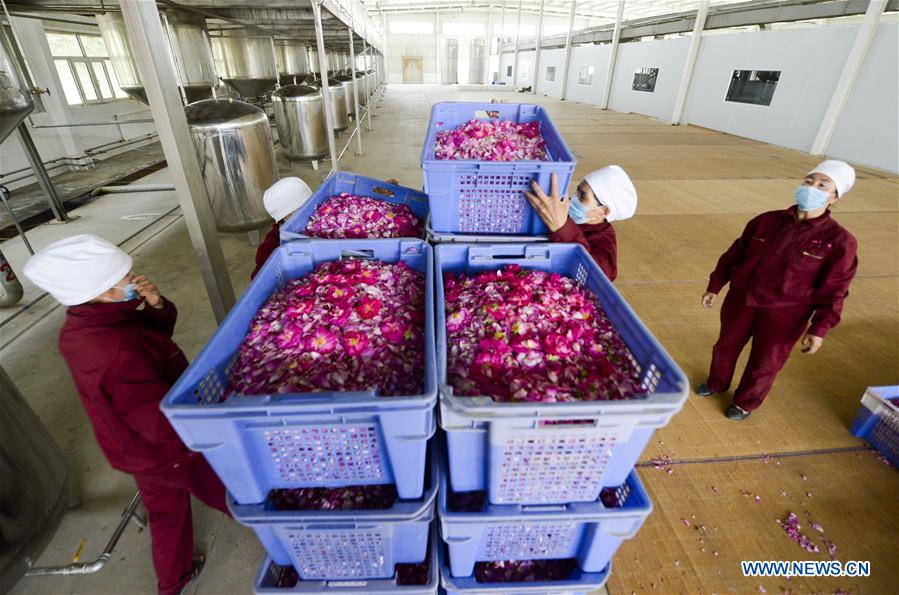 CHINA-XINJIANG-HOTAN-ROSE INDUSTRY (CN)