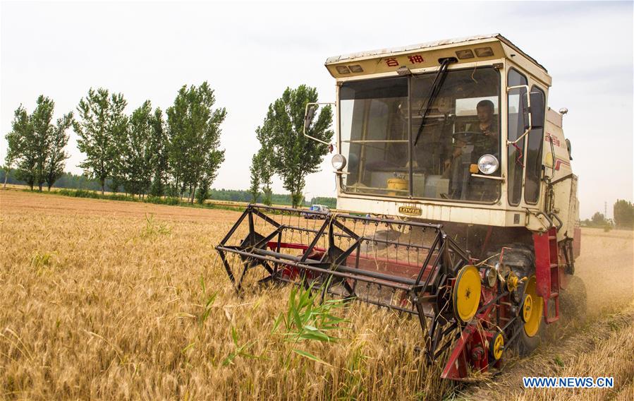 CHINA-HEBEI-HENGSHUI-WHEAT HARVEST (CN)