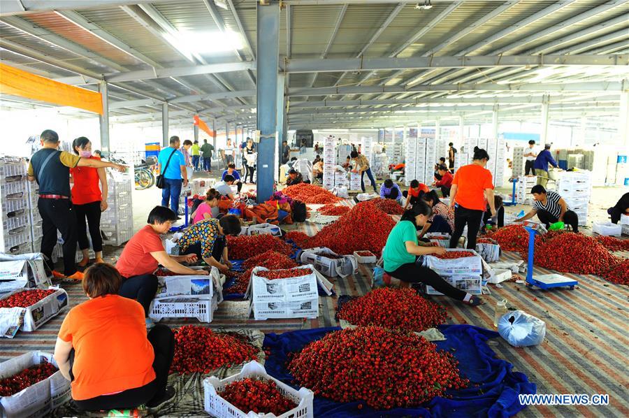 CHINA-SHANDONG-YANTAI-CHERRY PLANTING (CN)