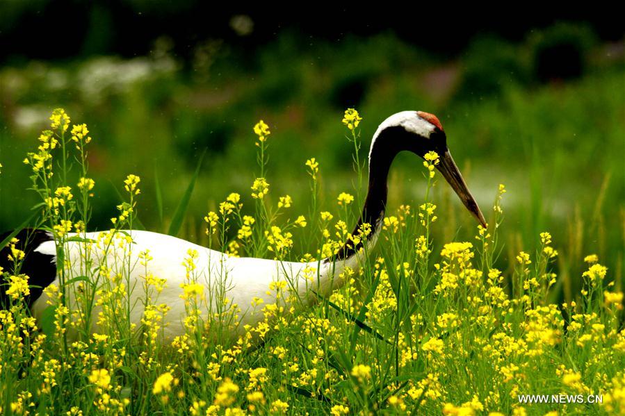 #CHINA-GANSU-ZHANGYE-CRANE (CN)