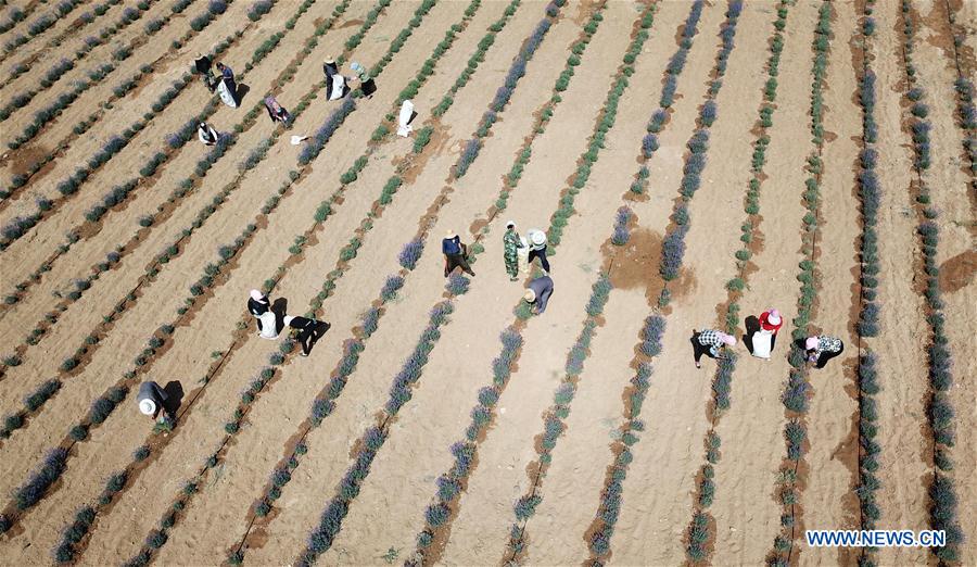 CHINA-NINGXIA-MAOWUSU DESERT-LAVENDER-HARVEST (CN)