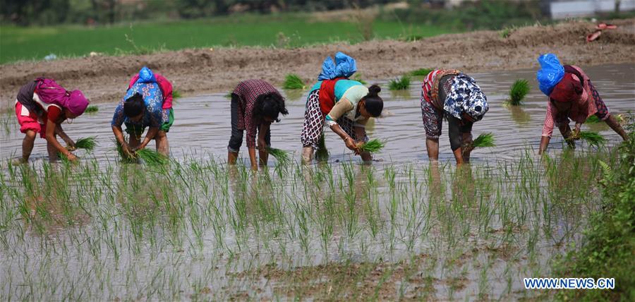 NEPAL-LALITPUR-RICE SEEDLINGS PLANTATION