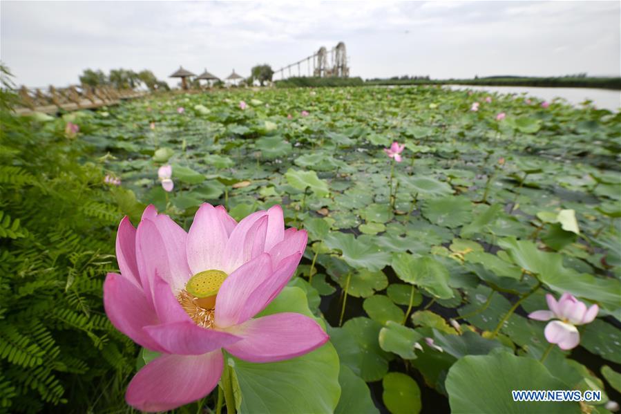 CHINA-NINGXIA-LOTUS FLOWER (CN)