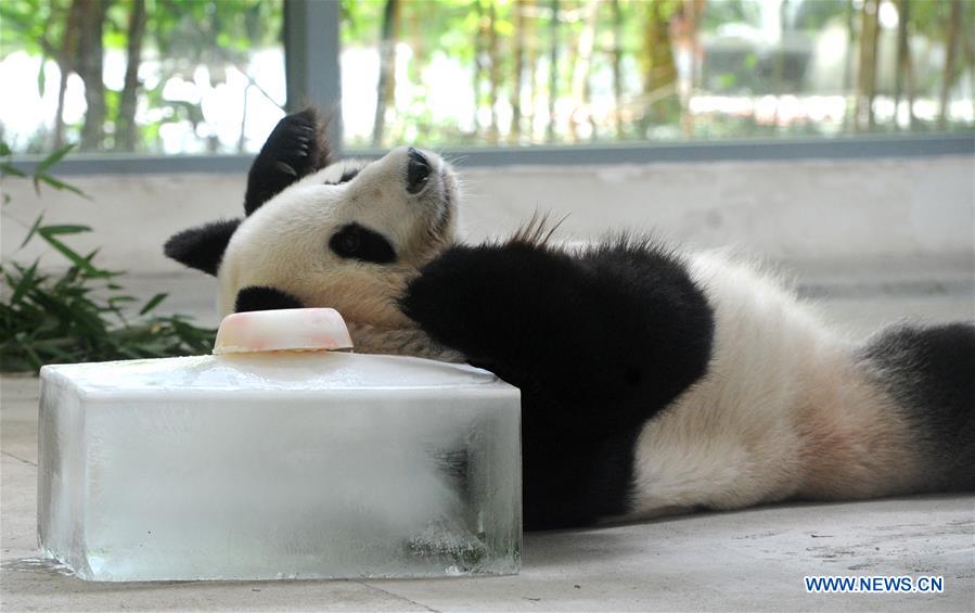 #CHINA-ZOO-ANIMALS-COOL OFF (CN)