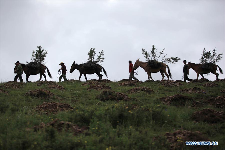 #CHINA-HEBEI-FENGNING-AFFORESTATION (CN)