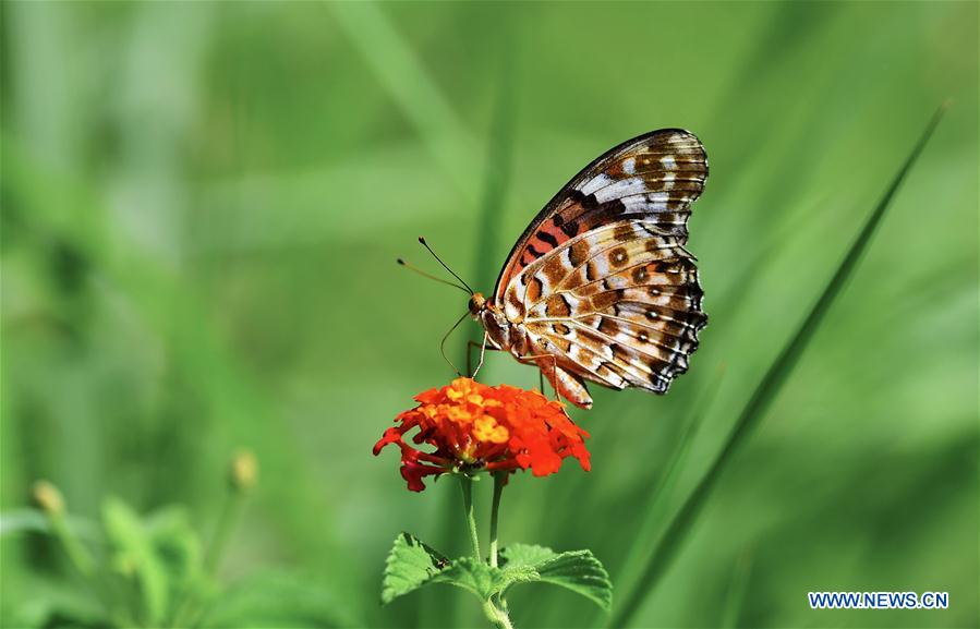 CHINA-FUJIAN-BUTTERFLY-LANTANA CAMARA (CN)