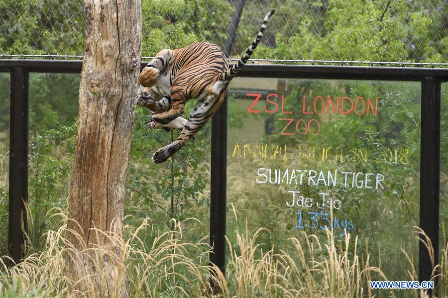 BRITAIN-LONDON-ZSL LONDON ZOO ANNUAL WEIGH-IN