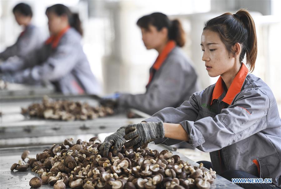 CHINA-SHANXI-INDUSTRY-POVERTY RELIEF (CN)