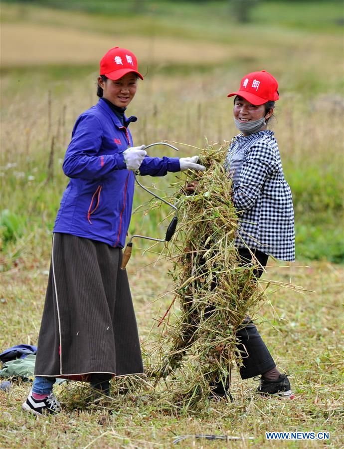 CHINA-NYINGCHI-GRASS-HARVEST (CN)