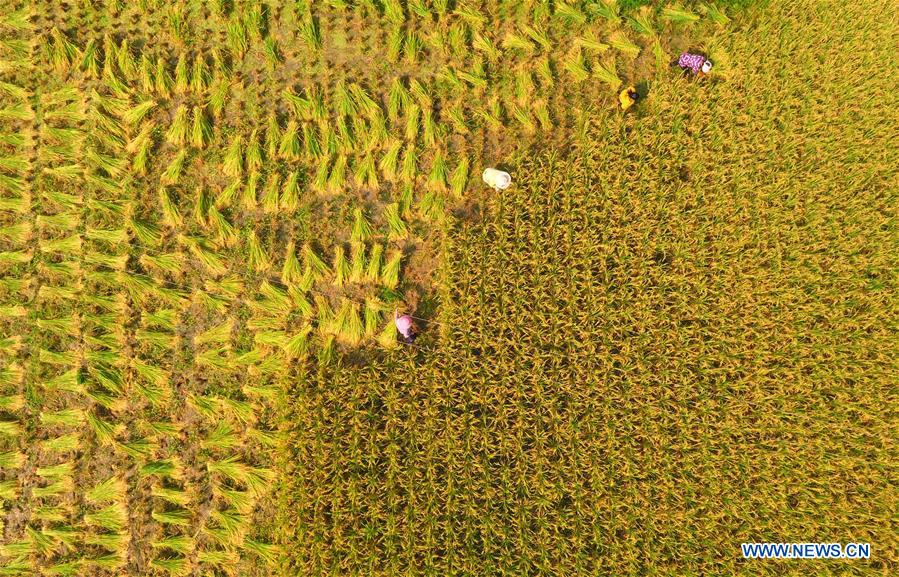 #CHINA-HUBEI-ENSHI-RICE HARVEST (CN)