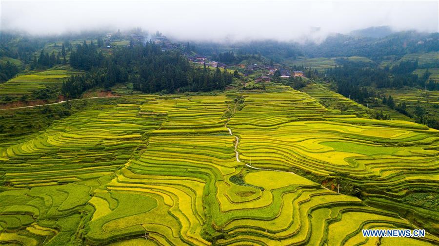 CHINA-AUTUMN-HARVEST(CN)