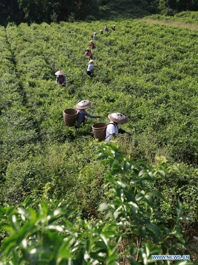 #CHINA-HUNAN-TEA-HARVEST (CN)