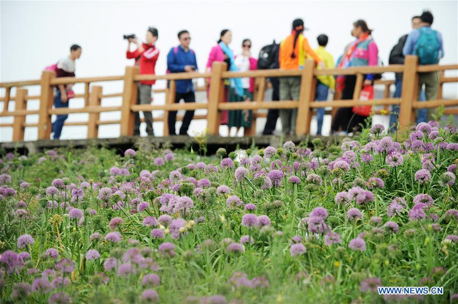 #CHINA-GUIZHOU-CHIVE FLOWER(CN)