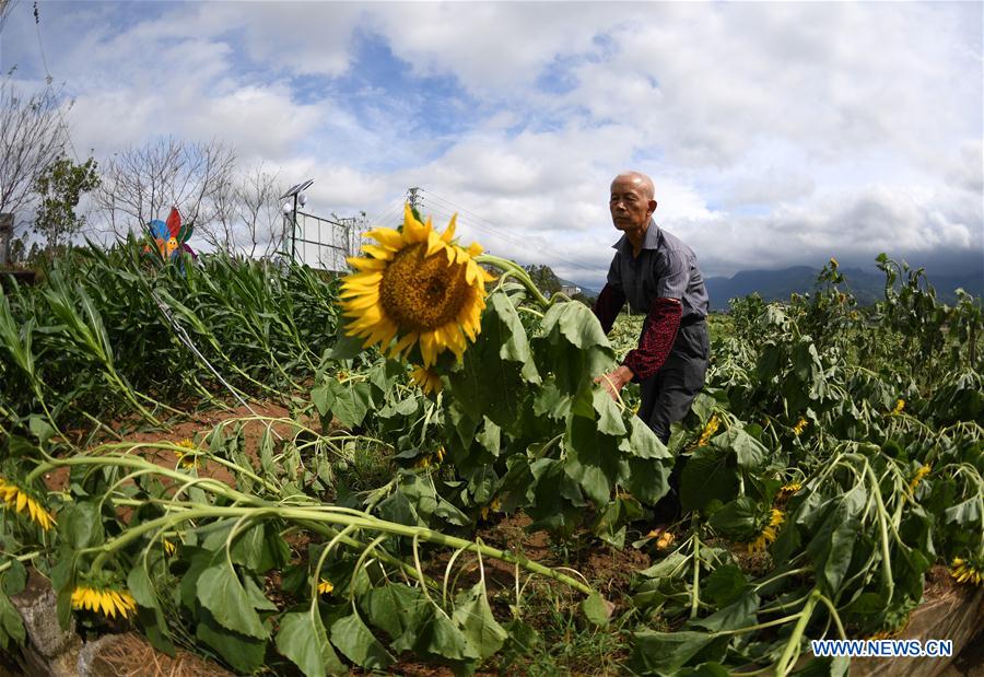 CHINA-GUANGXI-TYPHOON MANGKHUT-AFTERMATH-AGRICULTURE (CN)