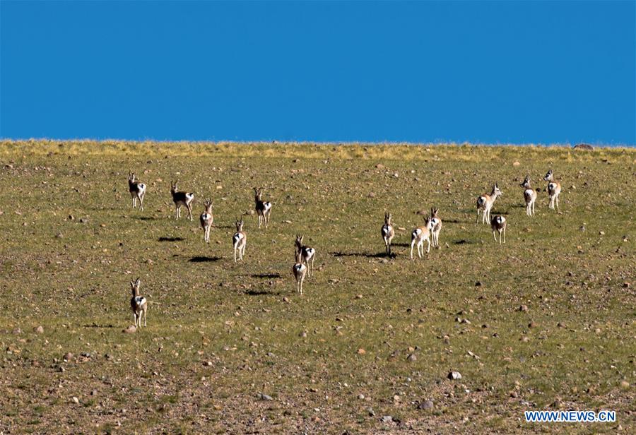 CHINA-TIBET-ALI-WILD ANIMALS-SCENERY (CN)