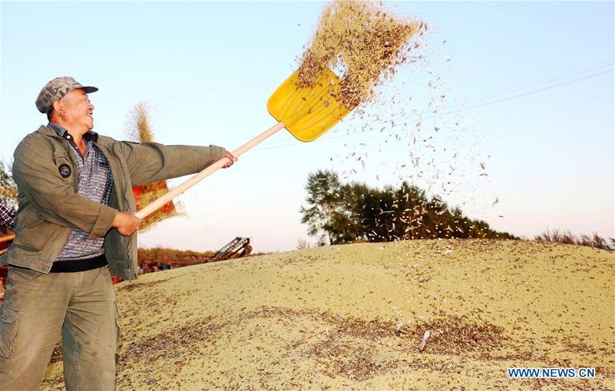 #CHINA-HEILONGJIANG-SOY BEAN-HARVEST (CN)