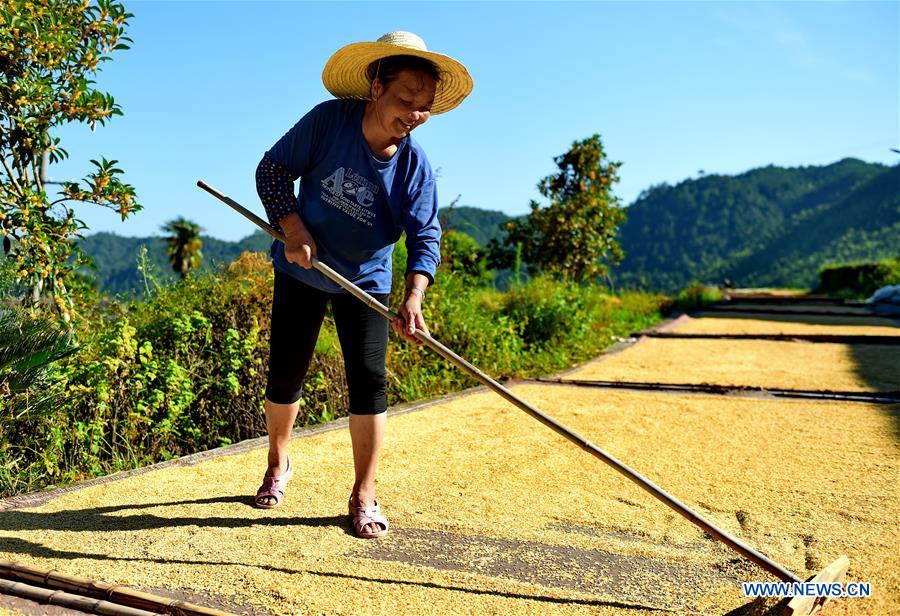 CHINA-FUJIAN-WUYI MOUNTAIN-HARVEST(CN)